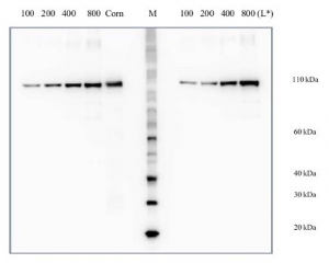 PEPC | Phosphoenolpyruvate carboxylase positive control/quantitation standard in the group Antibodies Plant/Algal  / Protein Standards-Quantitation at Agrisera AB (Antibodies for research) (AS09 458S)